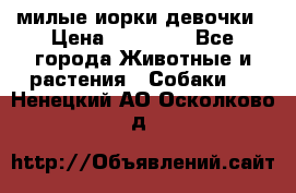 милые иорки девочки › Цена ­ 15 000 - Все города Животные и растения » Собаки   . Ненецкий АО,Осколково д.